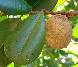 abricó-do-pará