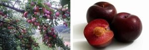 ameixa prunus domestica