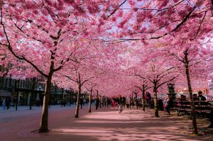 cerejeiras em flor no japão