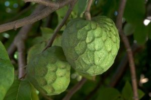 cherimoia