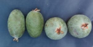 feijoa 1