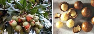 macadamia