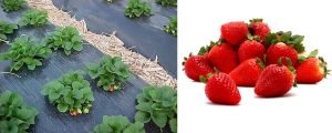 morango