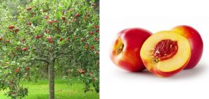nectarina