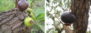 puçá
