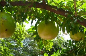 calabaca