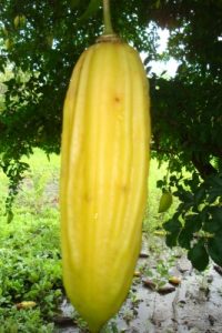 guagilote-fruto