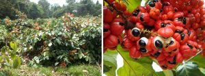 guarana