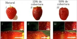 seda-protege-frutas-1