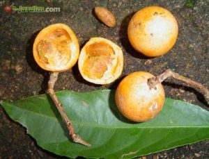 salacia-elliptica