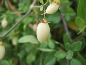 salpichroa-origanifolia-2