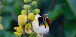 noticias-abelha-na-castanheira-do-brasil