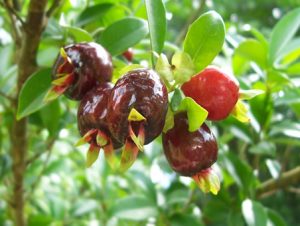 deliciosa-cereja-do-rio-grande