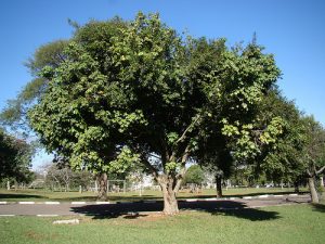 arvore-castanha-do-maranhao