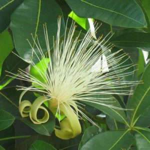 florcastanha-do-maranhao