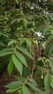 calabura