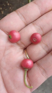 calaburaf
