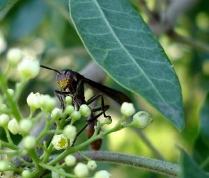 vespa-mischocyttarus-rotundicollis