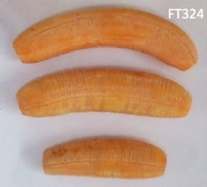 banana-ft324