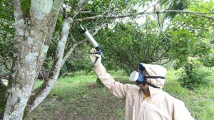 carambola amapá