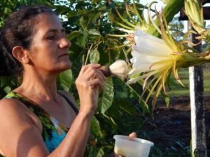 DRA. ADRIANA DE CASTRO CORREIA DA SILVA: COMO CULTIVAR PITAYA – Toda Fruta